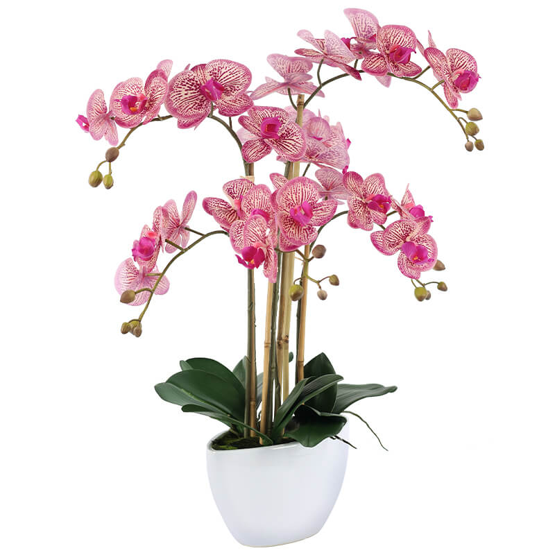 Daisia Elegant Pink Orchid Arrangement
